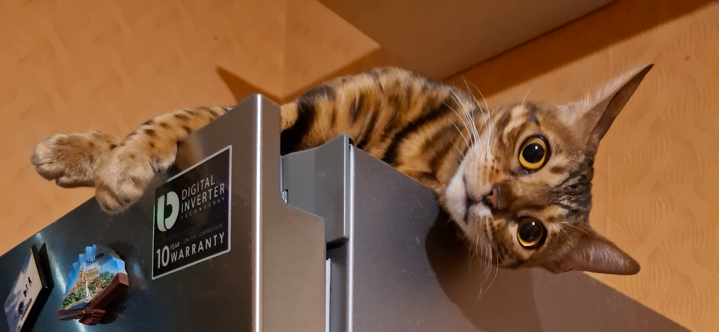 Фото питомца: бенгальская кошка Ребекка лежит на холодильнике и отдыхает