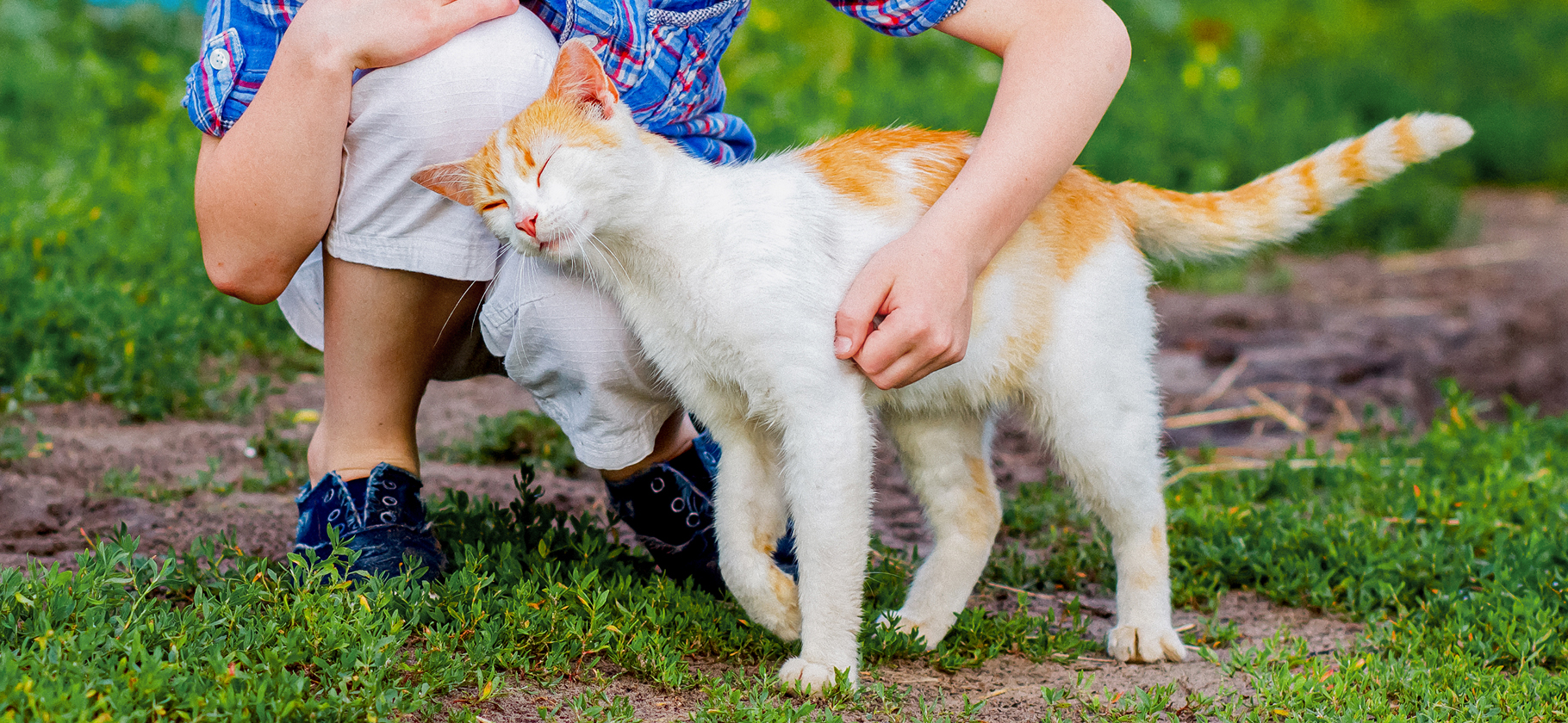 «Котенка бы​ не потя­нула»: кошку какого возраста лучше всего завести