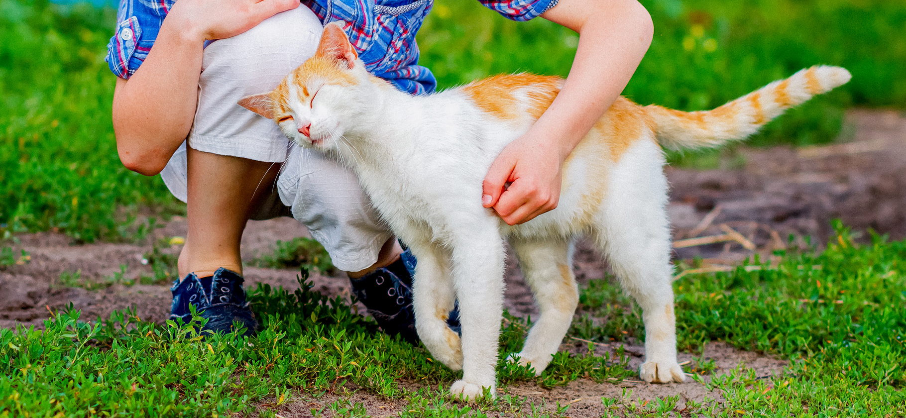«Котенка бы​ не потя­нула»: кошку какого возраста лучше всего завести
