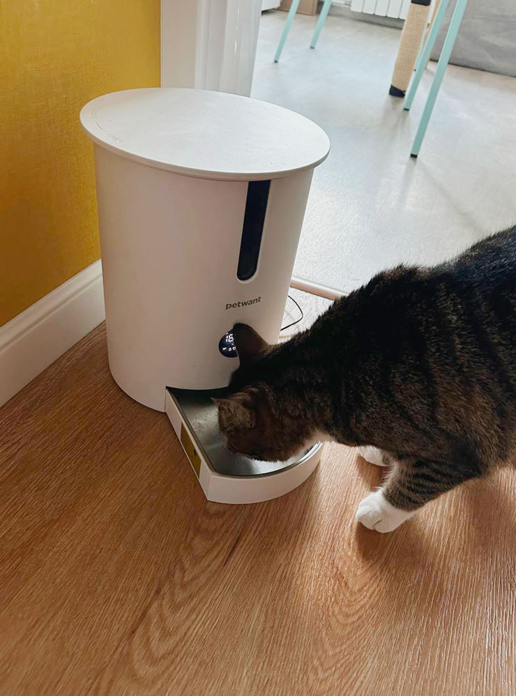 Как самостоятельно сделать автоматическую кормушку для кошки собственноручно