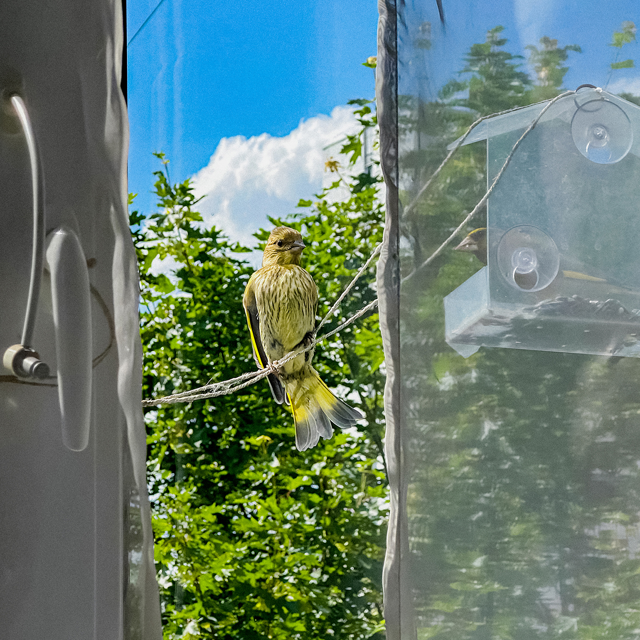 Зеленушка, посетившая нас