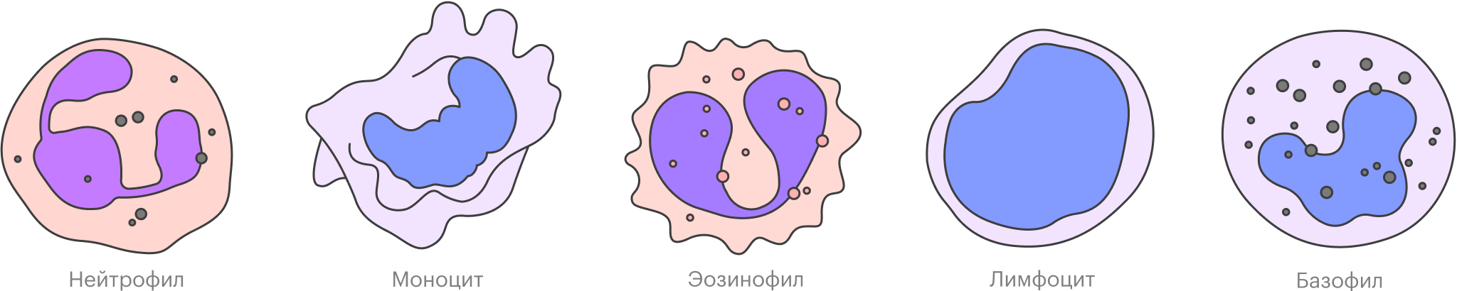 На самом деле все живые лейкоциты белые. Розовыми и синими они становятся только после окраски в лабораторных условиях — без этого их почти невозможно отличить друг от друга