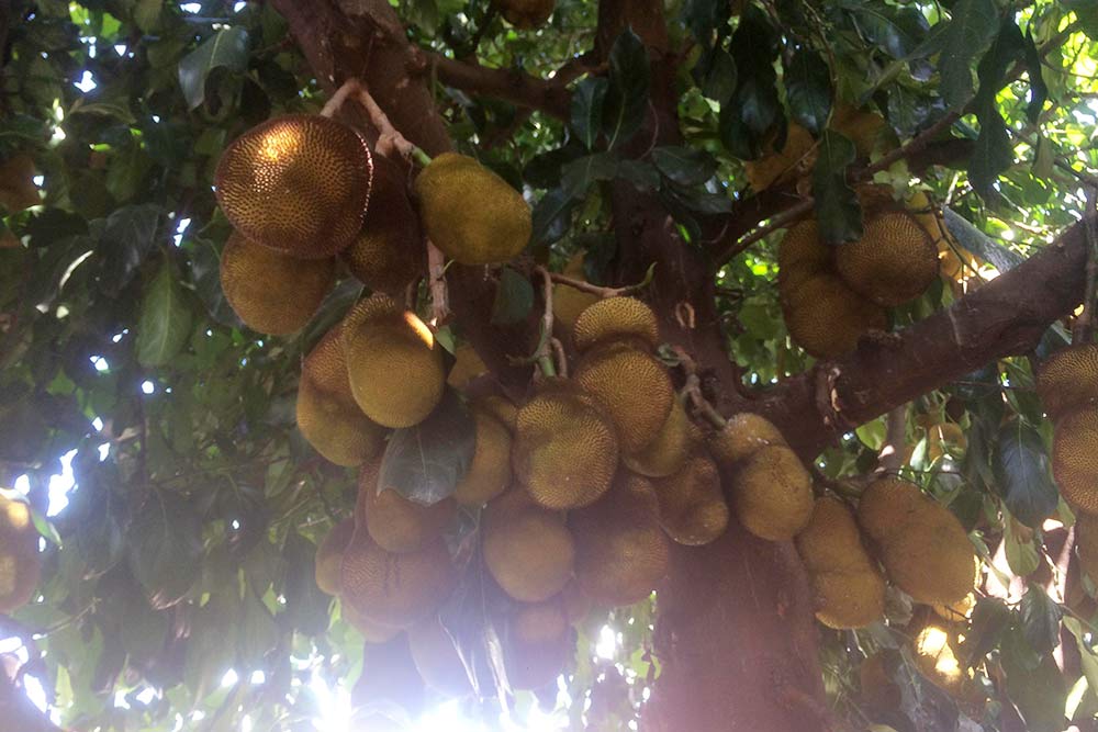 Прямо на улицах города можно было встретить необычный бразильский фрукт. Это жака, или джекфрут
