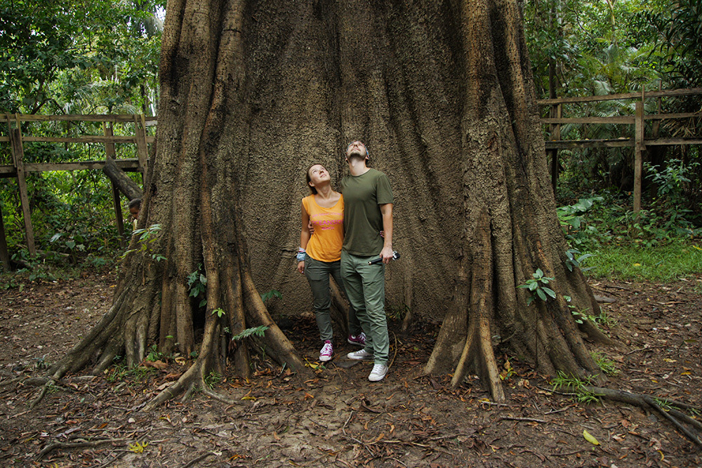 Самаума. Индейцы считают, что в этих деревьях находится душа тропического леса