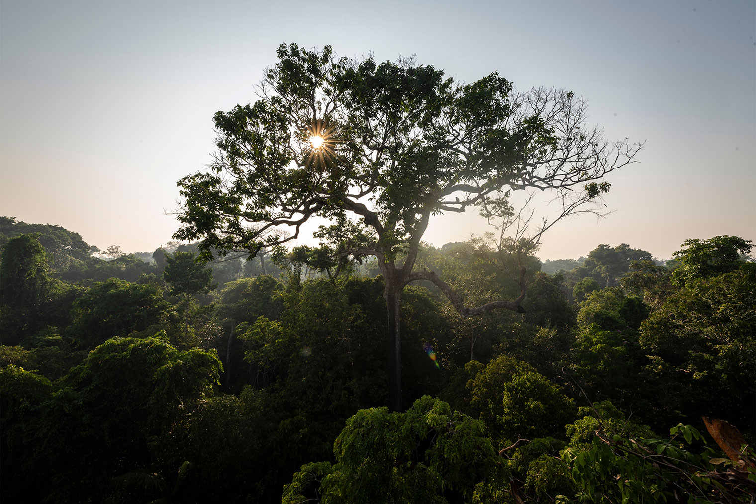 Дерево, на котором растет бразильский орех. Фотография: Cavan‑Images / Shutterstock / FOTODOM