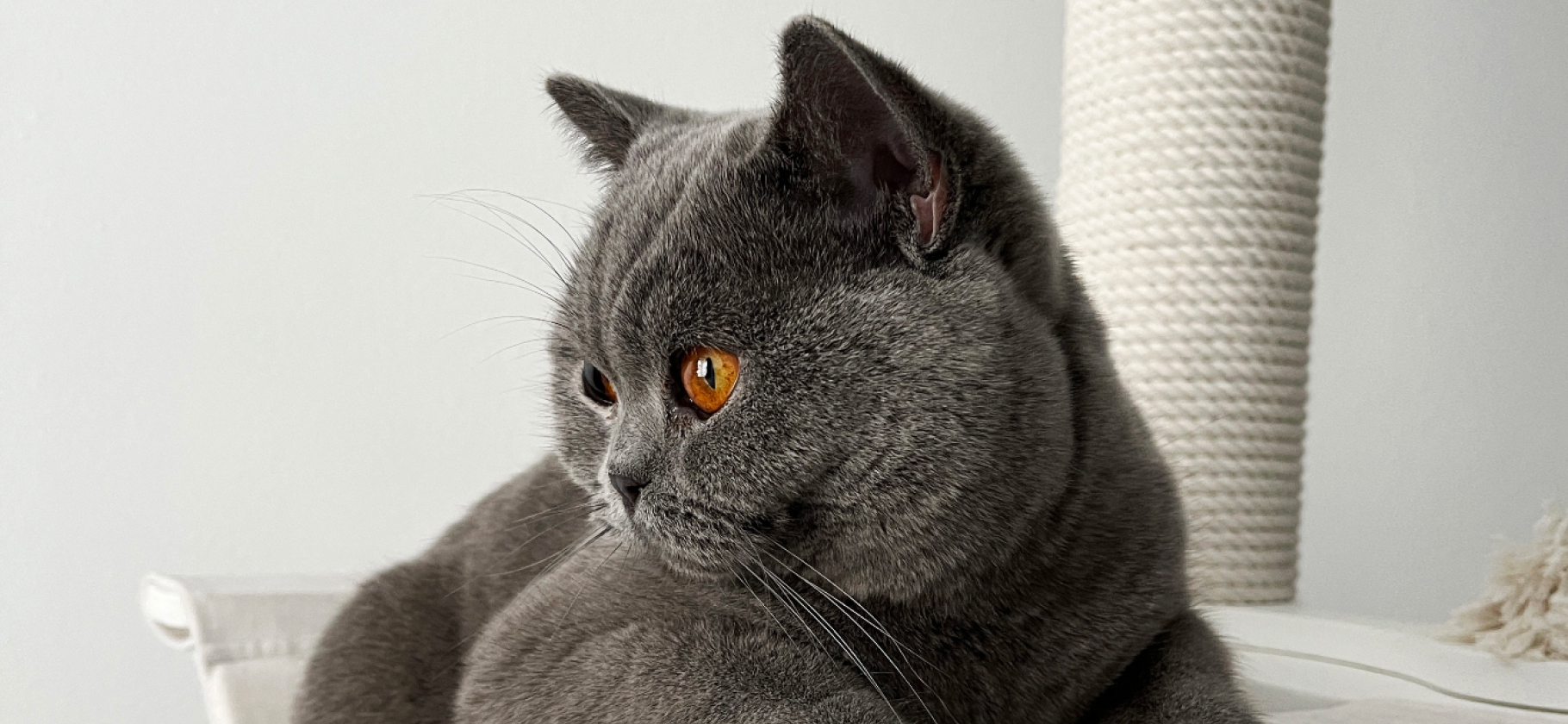 «Ежедневное умиление вам гарантировано»: сколько стоит содержать британского кота