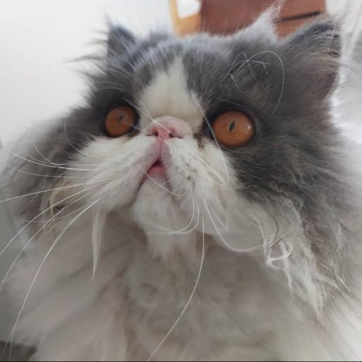 Фото питомца: брутальный кот Тайсон