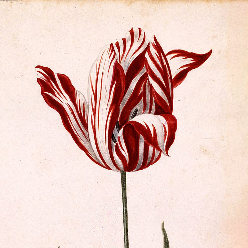 Так выглядел самый дорогой тюльпан в 1636 году. Источник: Atlas Obscura