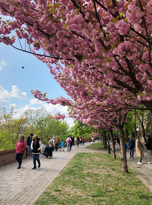 Так цветет аллея в Буде в середине апреля. Подобных деревьев в городе очень много