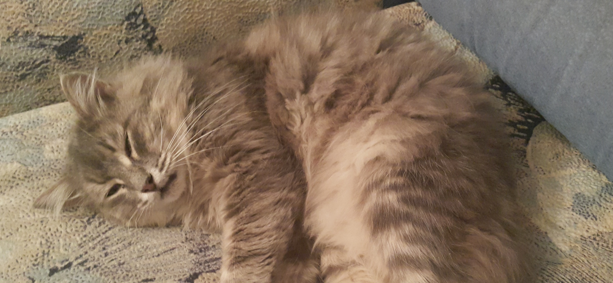 Как я тратил на содержание себя, кота, машины и квартиры 5 975 ₽ в 2018 году