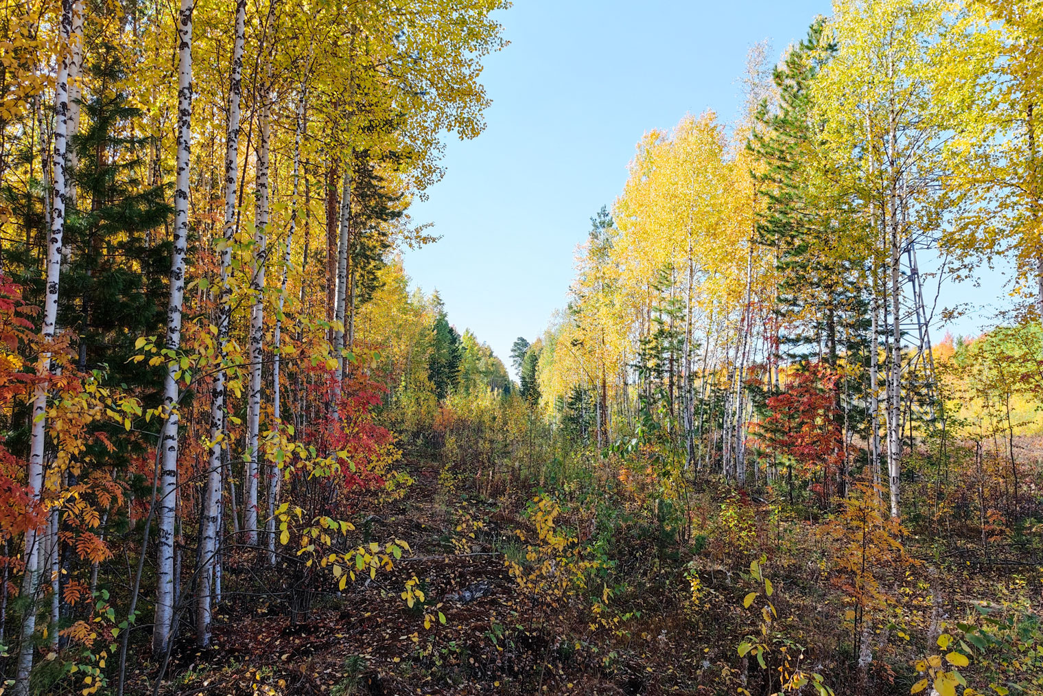 Осень в лесу