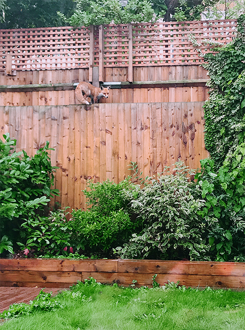 Сад дома в Лондоне, где я жила. Эта лиса была моим частым гостем. В Лондоне вообще много лис, им даже придумали название — city fox