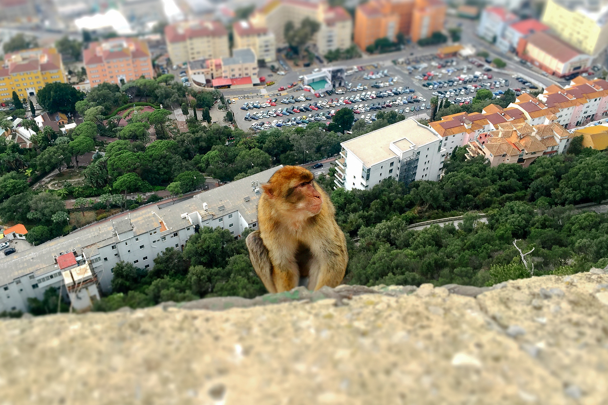 Эту обезьянку я обнаружила во время тура по гибралтарским руинам