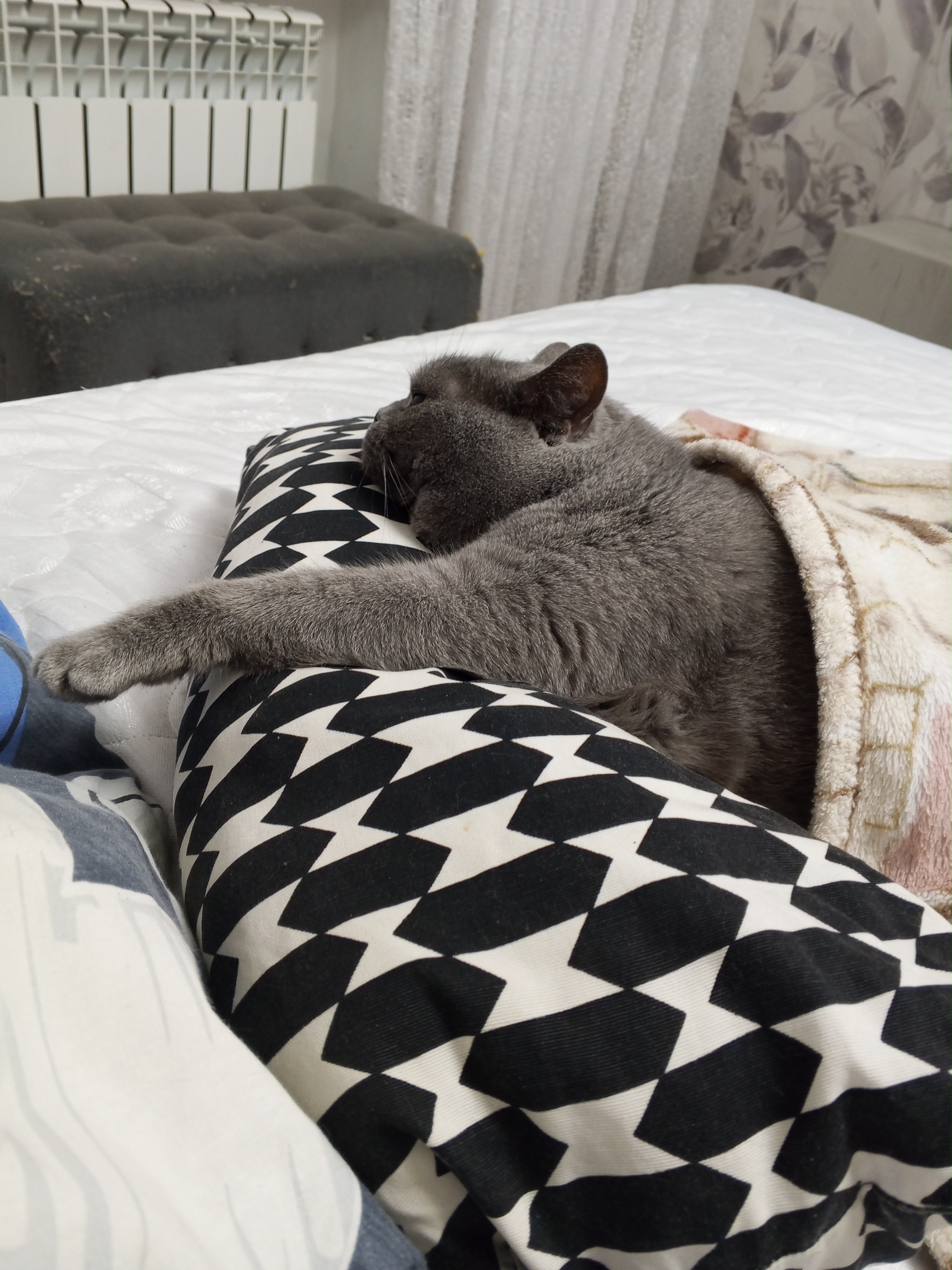 Кот Мышка, 12лет