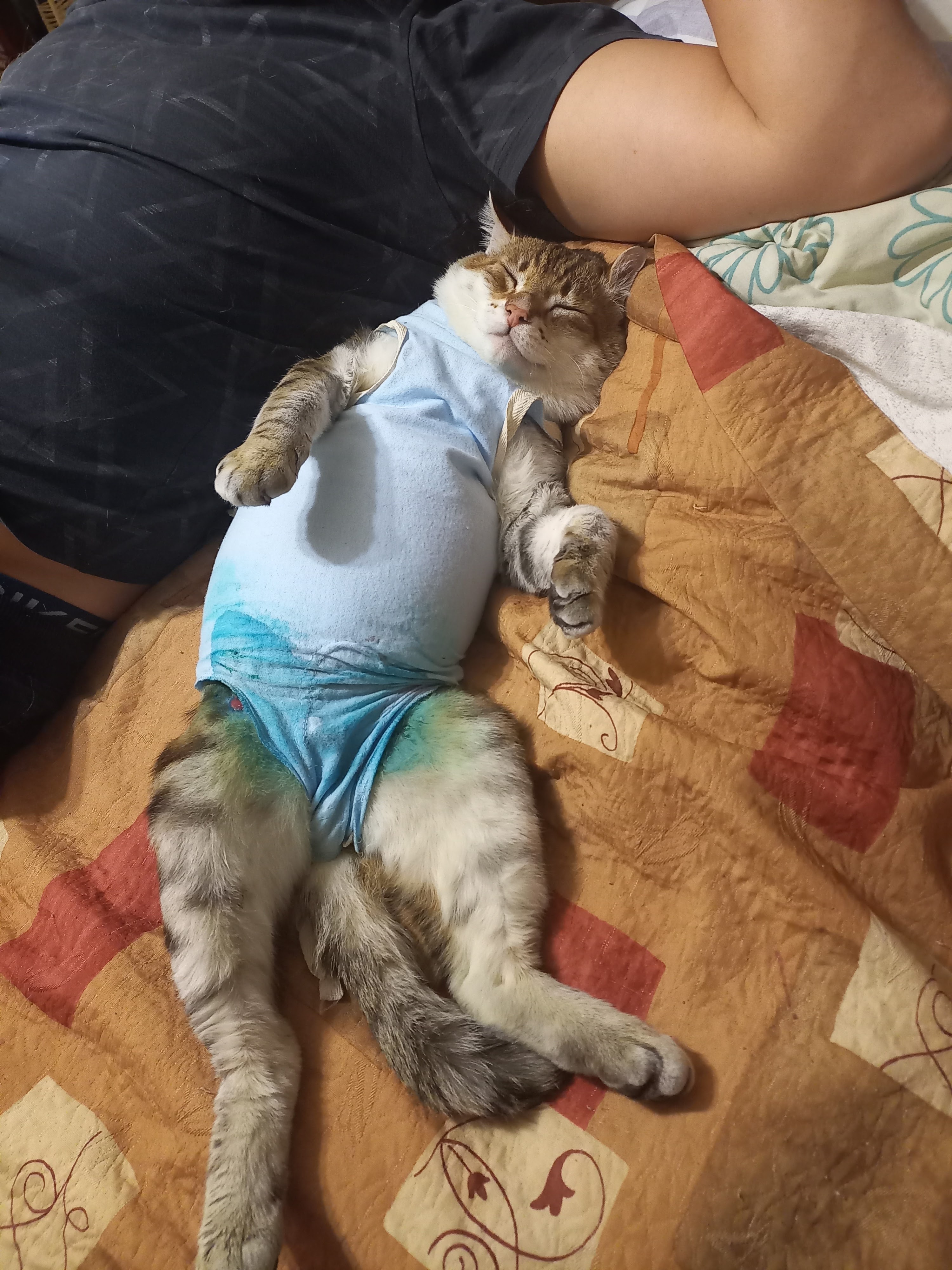 Подобрала фотографии, как Рыся заживал и менялся