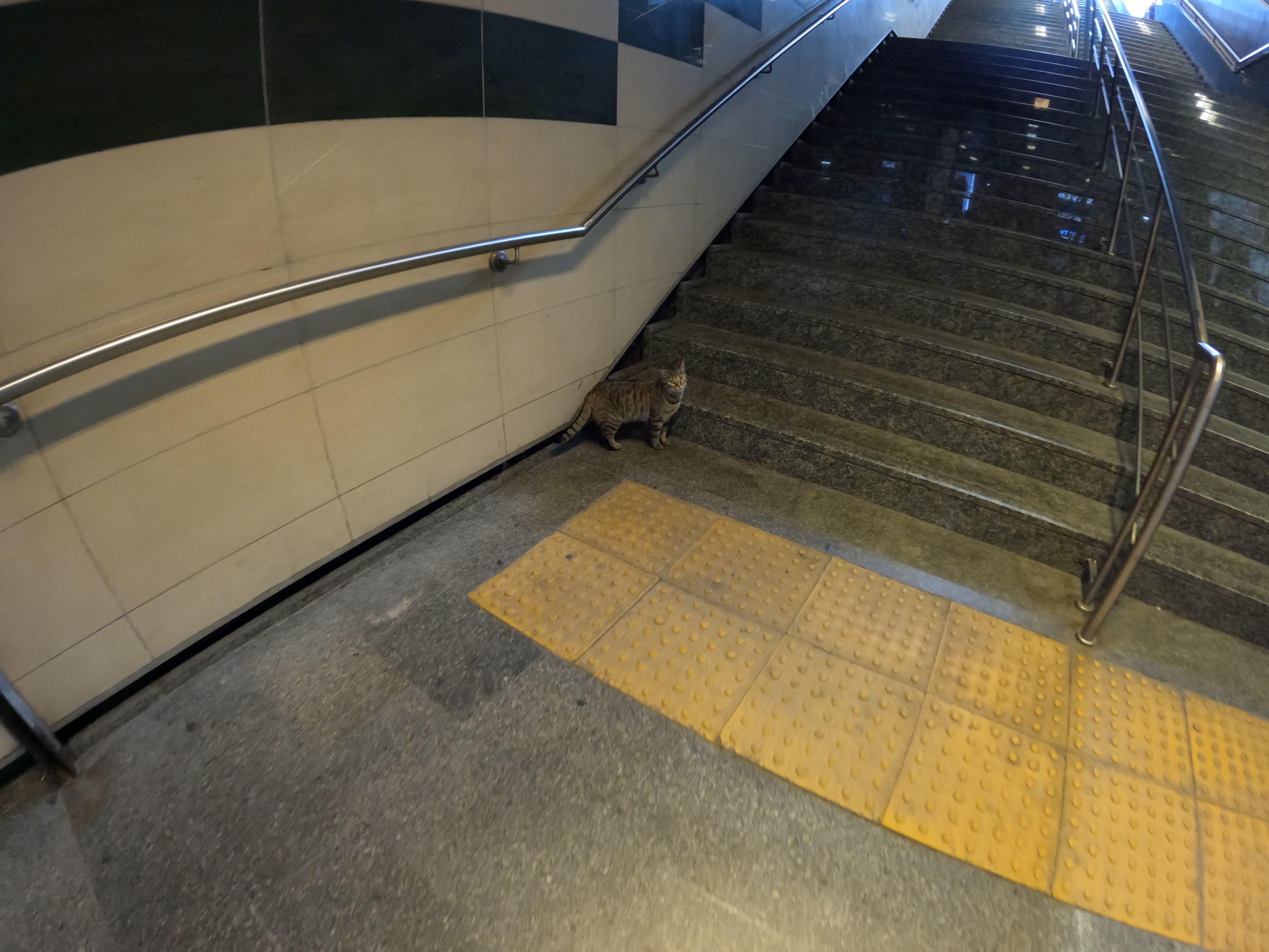 Кошка в метро