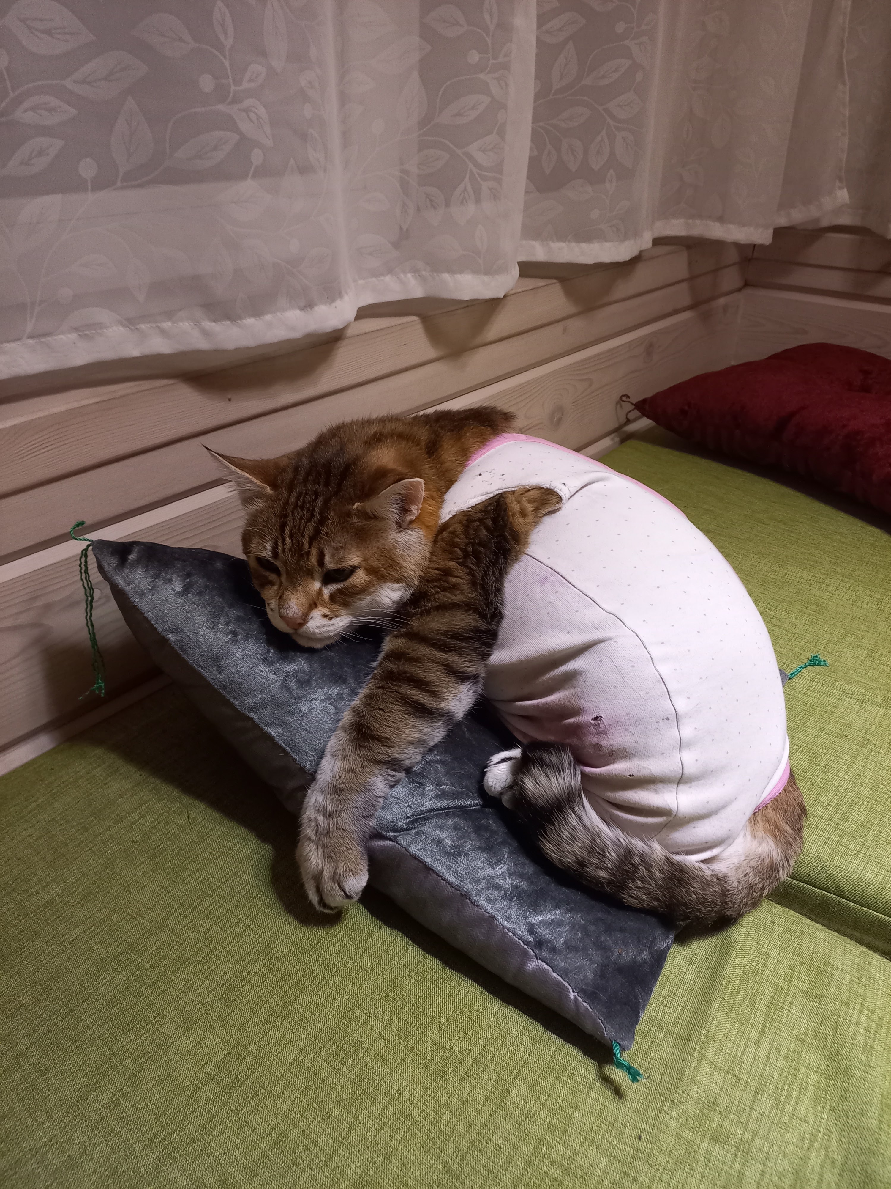 Подобрала фотографии, как Рыся заживал и менялся