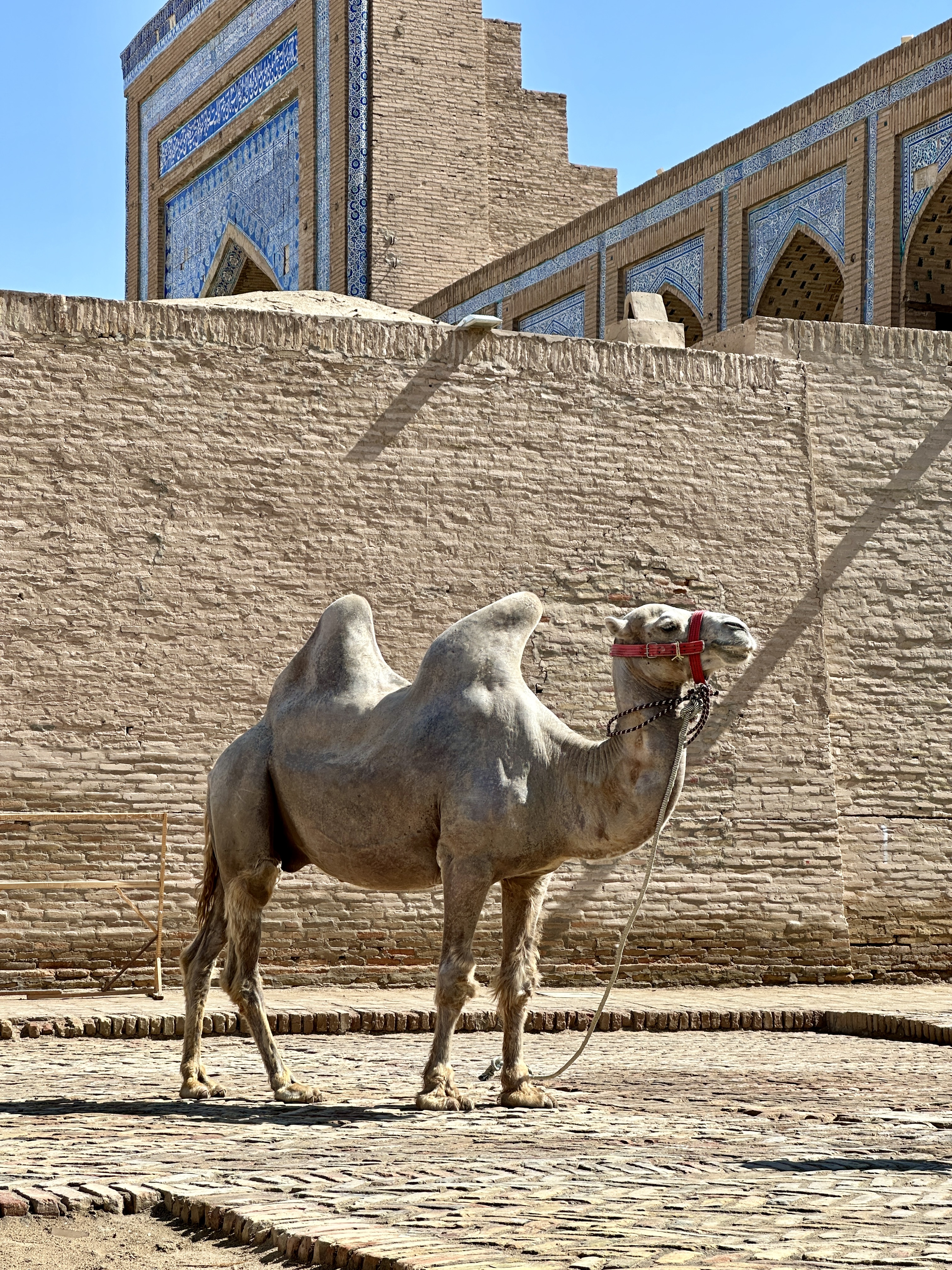 Корабль пустыни