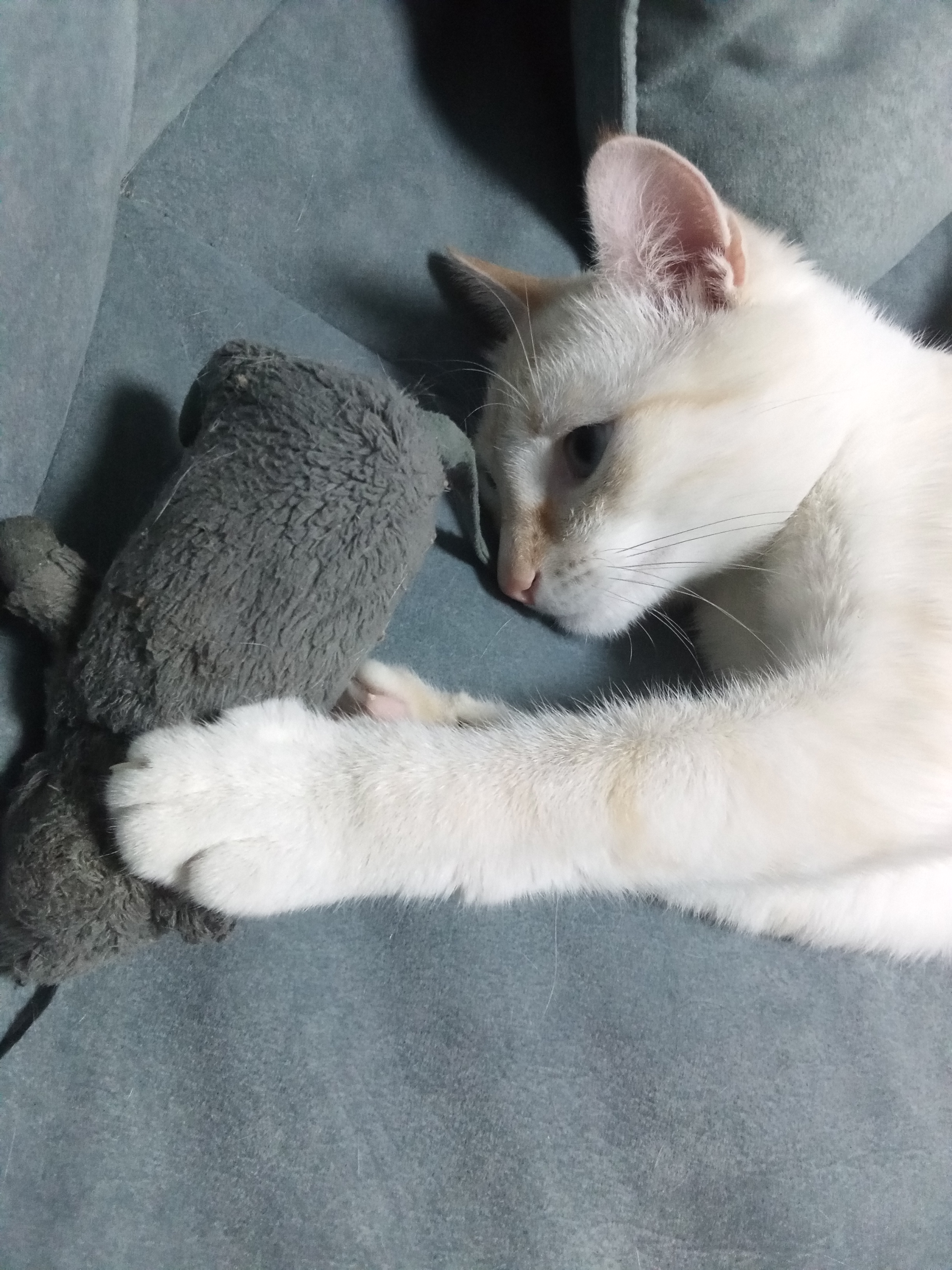 Мышка — его любимая игрушка с детства, кот с ней играет, спит, один раз даже пытался накормить её из своей миски