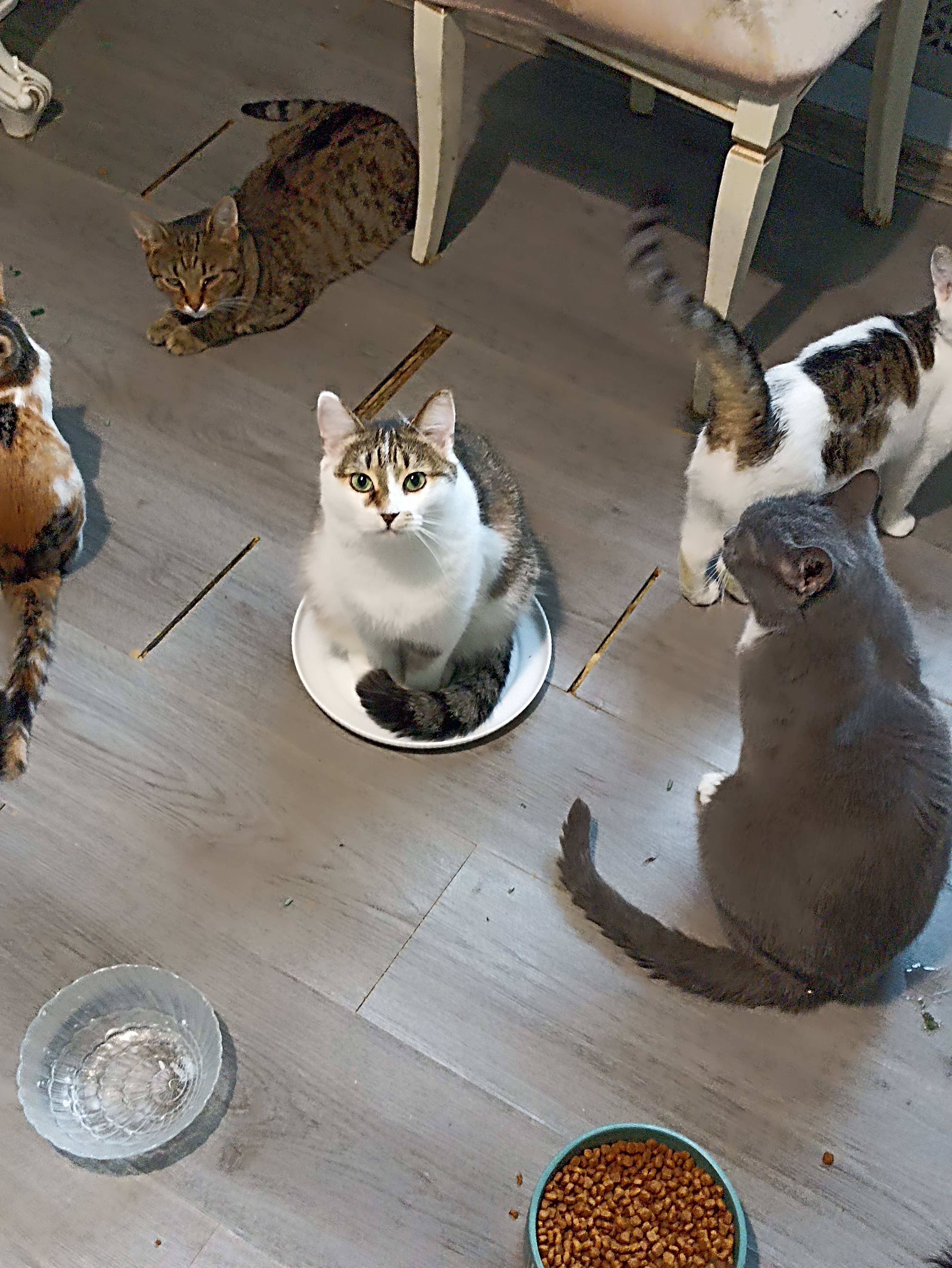 Фото питомцев: хвостатая банда в ожидании еды