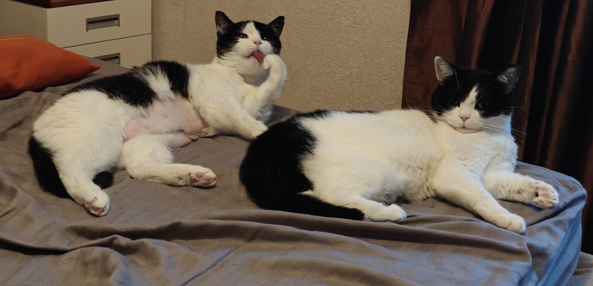 Пузо бритое — после операции