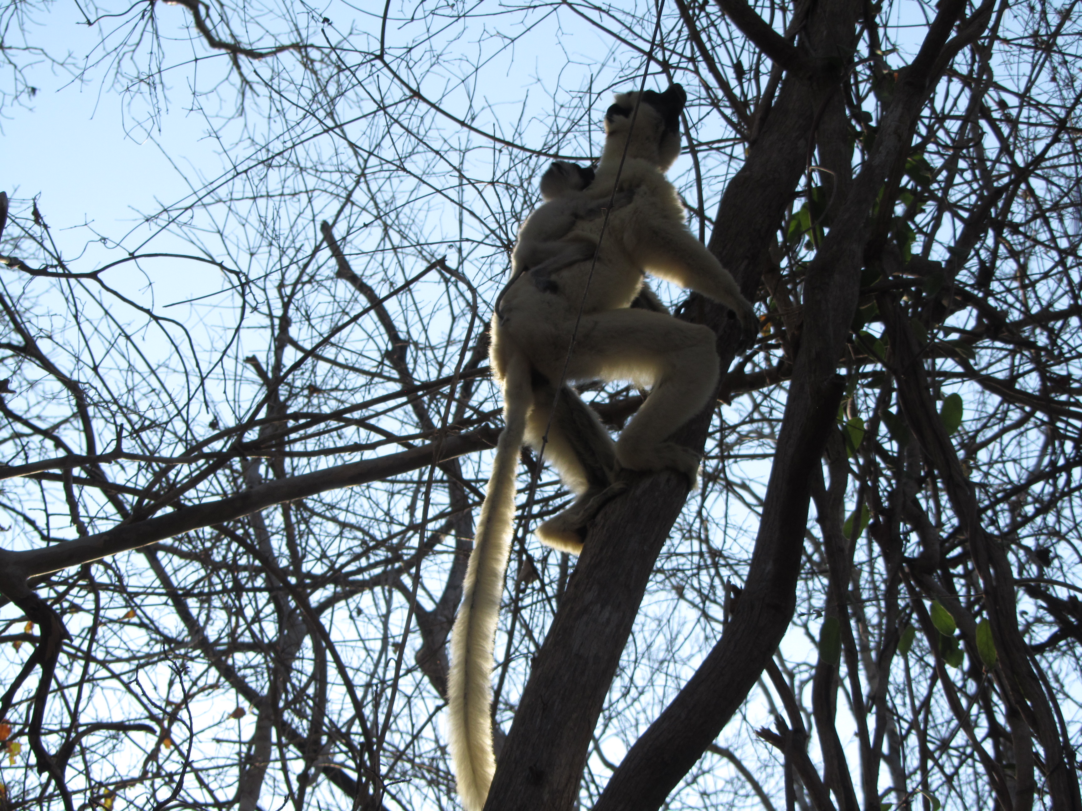 Сифака: мама и малыш