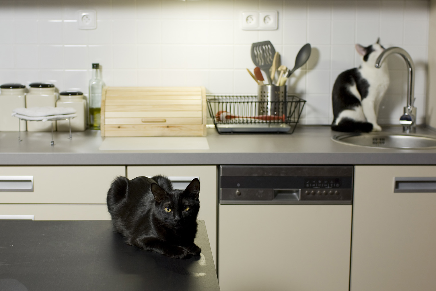 Пример главной фотографии с кухней. Кот привлекает внимание — скорее всего, это объявление запомнится. Источник: koshka.top