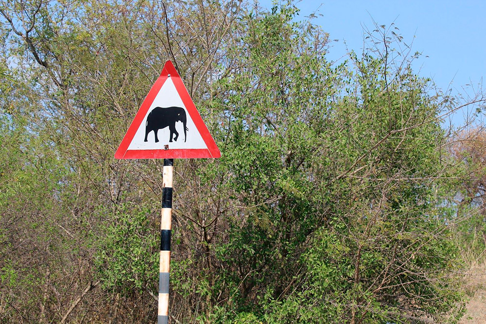 Но на местных дорогах нужно быть очень внимательным: вам наперерез всегда могут выскочить дикие животные — например антилопы. Есть места, где можно встретить и слона