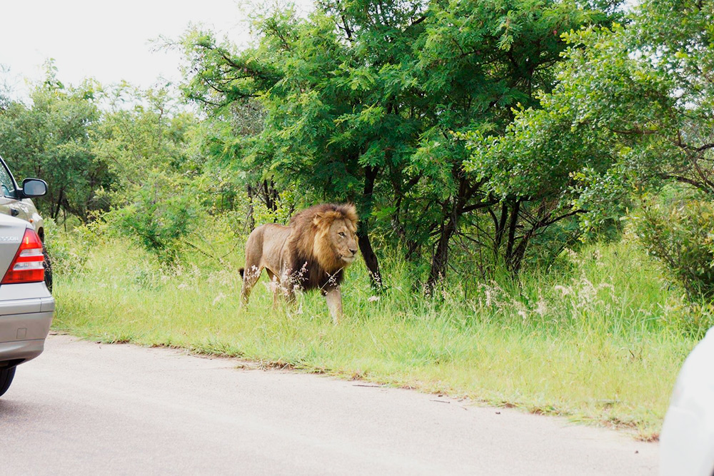 В национальном парке Крюгер львы спокойно могут прогуливаться вдоль дорог, а еще была пара случаев, когда слоны наступали на машины посетителей