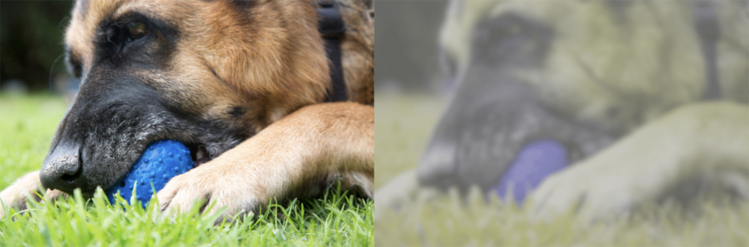 С помощью инструмента Dog vision image processing tool можно сравнить, как собака видит разные изображения. Слева — картинка глазами человека, справа — собаки. Источник: akc.org