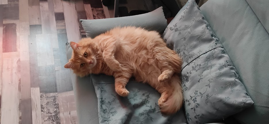 Мы с коллегами подкармливали и лечили кота Афанасия, а потом я забрала его домой