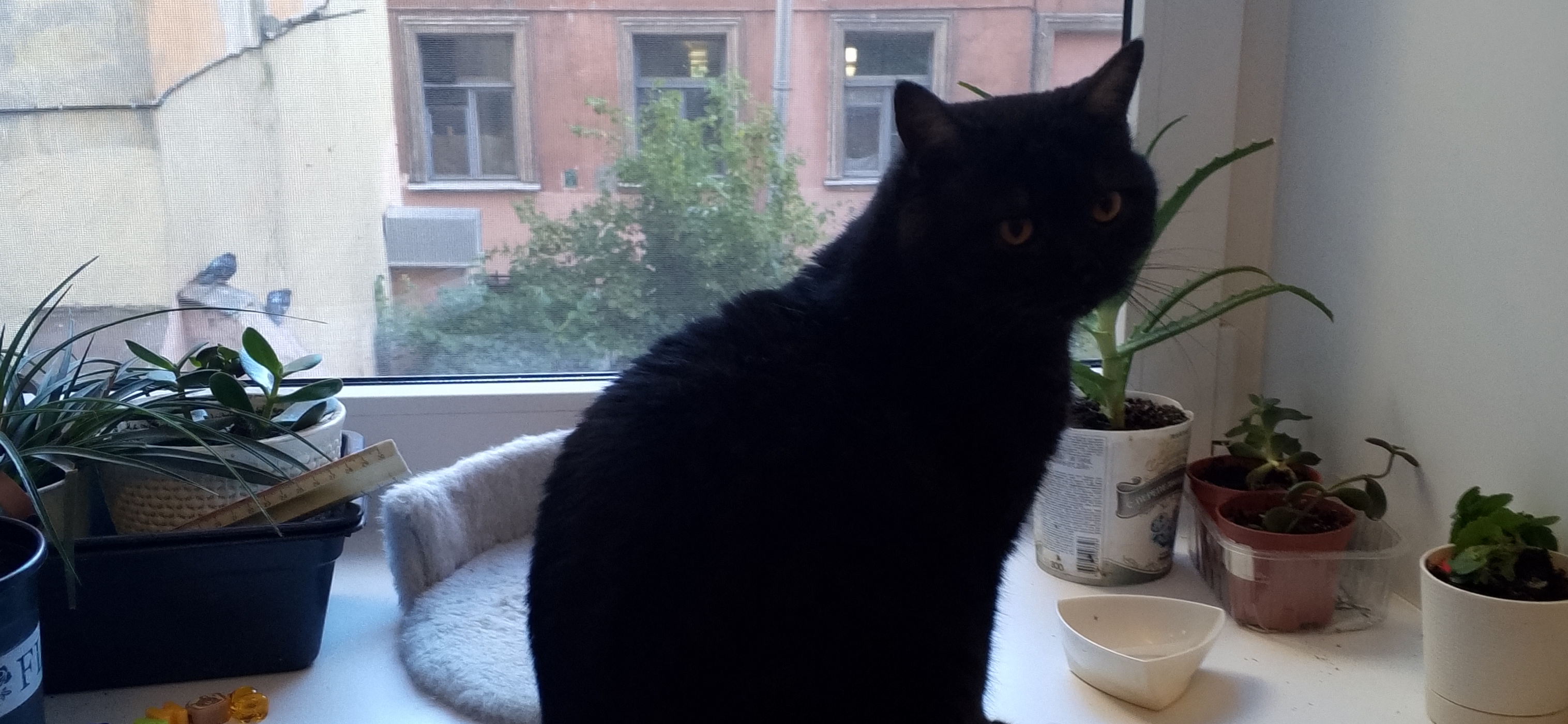 Мы забрали кота Достоевского из приюта, и теперь он живет с нами