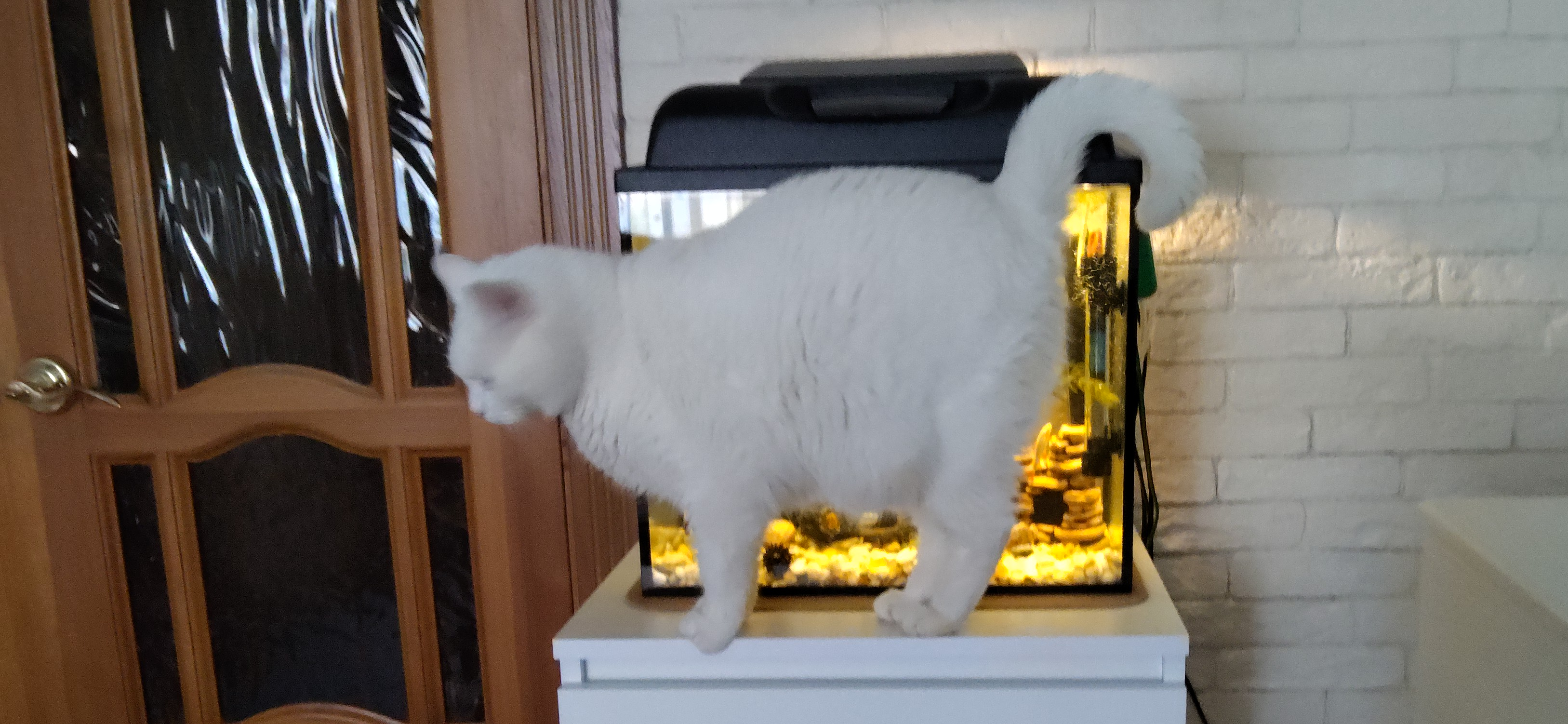 Дикая история: кот Вайс стал нашим любимцем после трех возвратов в зоомагазин предыдущими владельцами