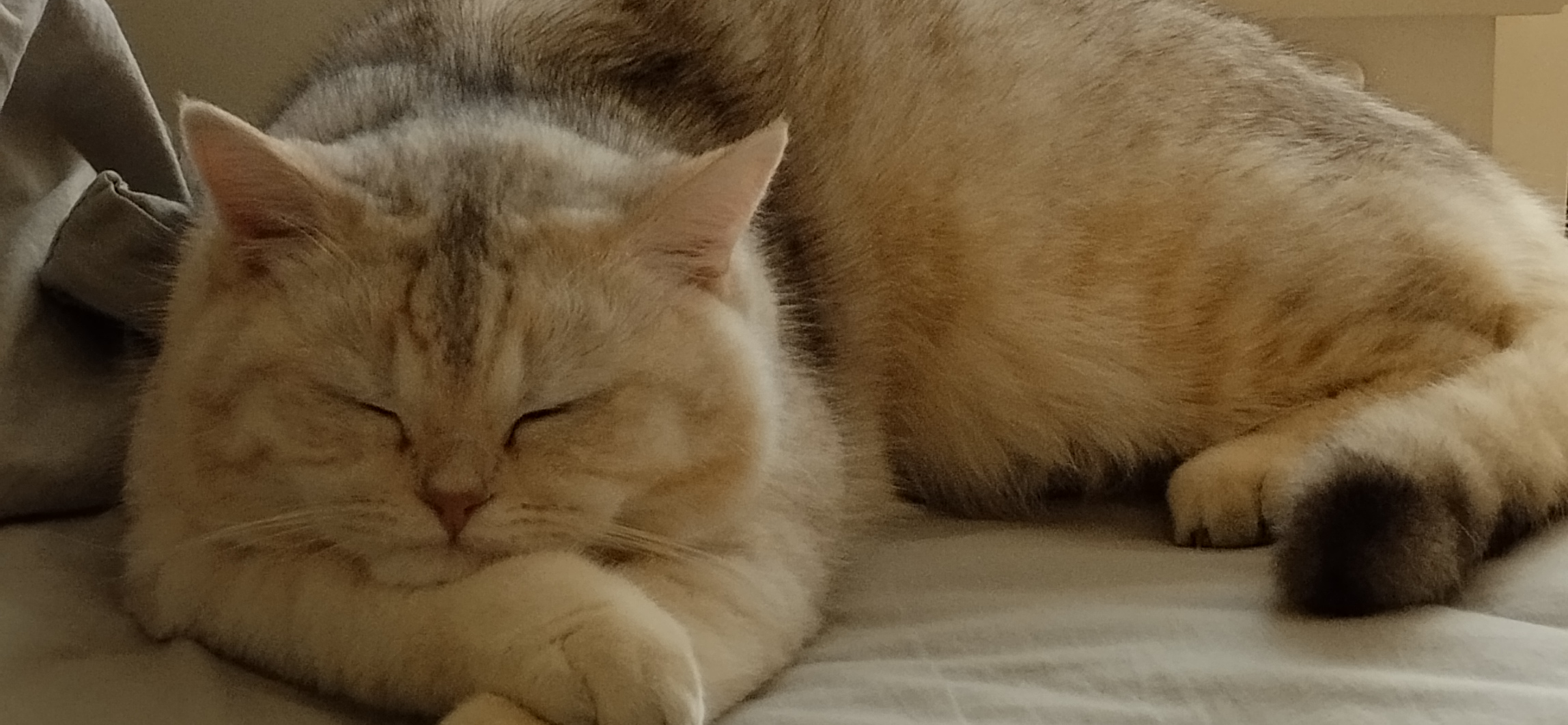 Фото питомца: кот Альбус демонстрирует свои толстые щеки