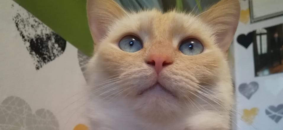 Фото питомца: кот Алекс изображает главу мафии