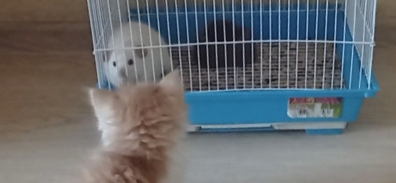 Дикая история: кот Алекс познакомился с крысами дамбо Хоуп и Радой