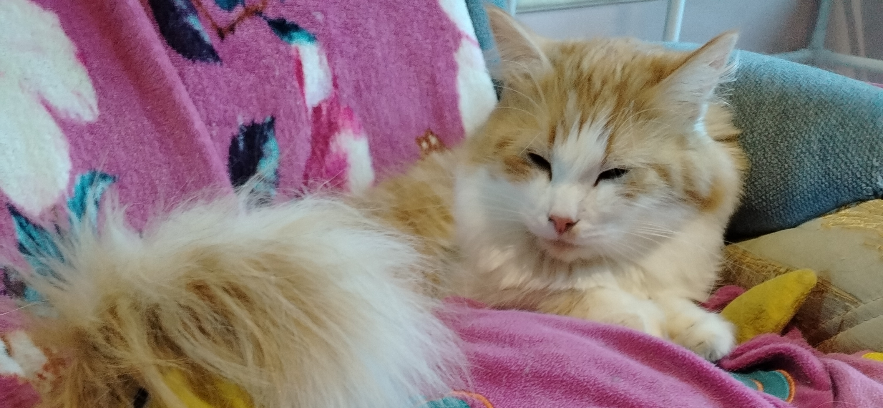 Фото питомца: кот Алекс спит по-королевски