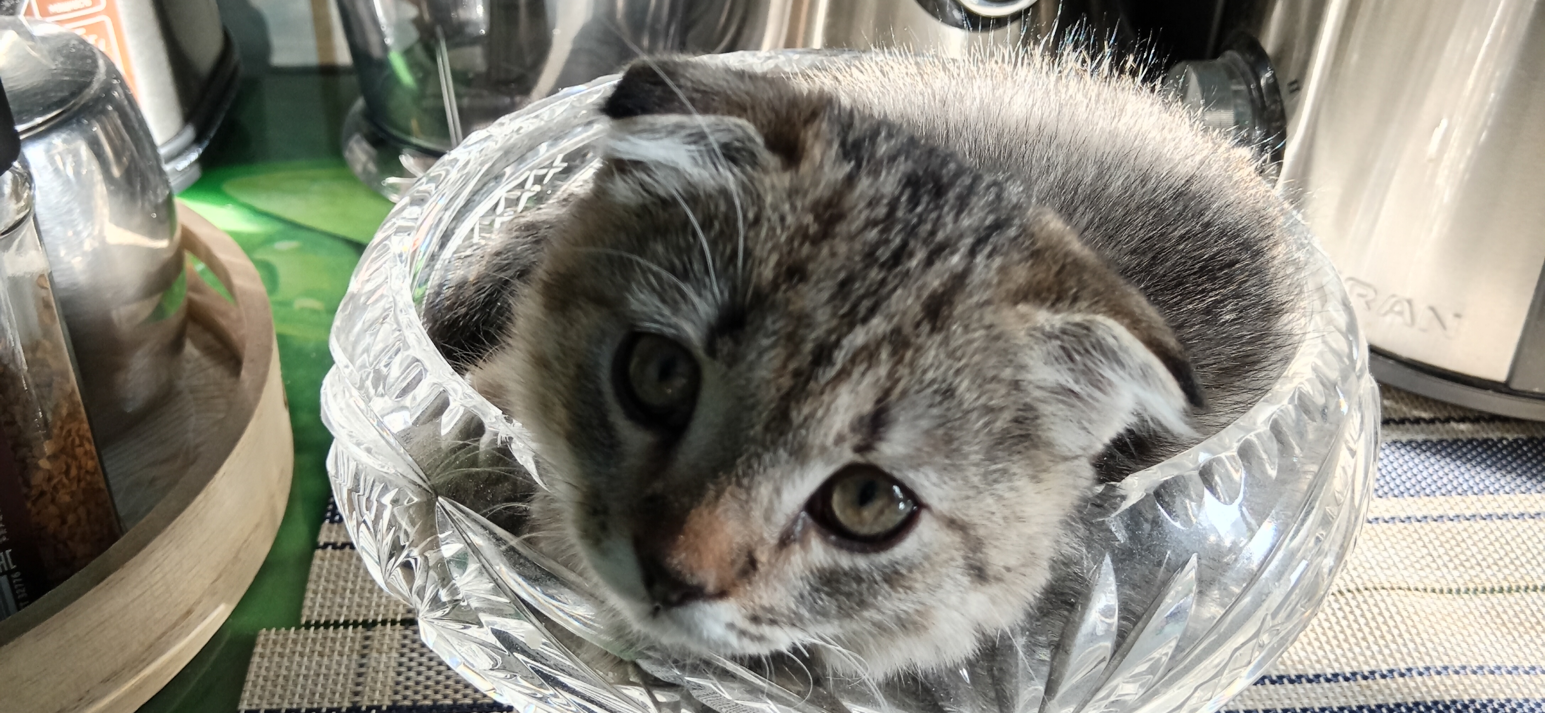 Фото питомца: кот Алекс спит в любимой вазе