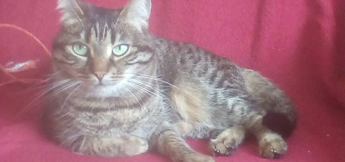 Я забрала с улицы кошку Алису и забочусь о ней