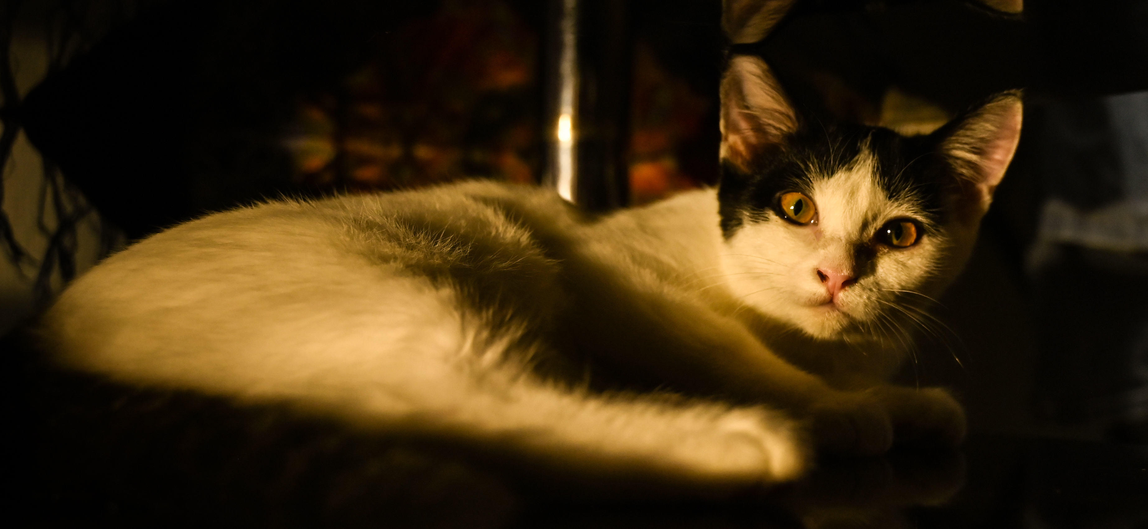 Фото питомца: кошка Алиска лежит в стеклянном столе