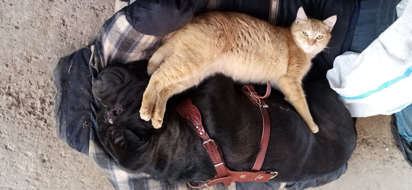 Фото питомца: кот Алька и шарпей Блейд демонстрируют дружбу