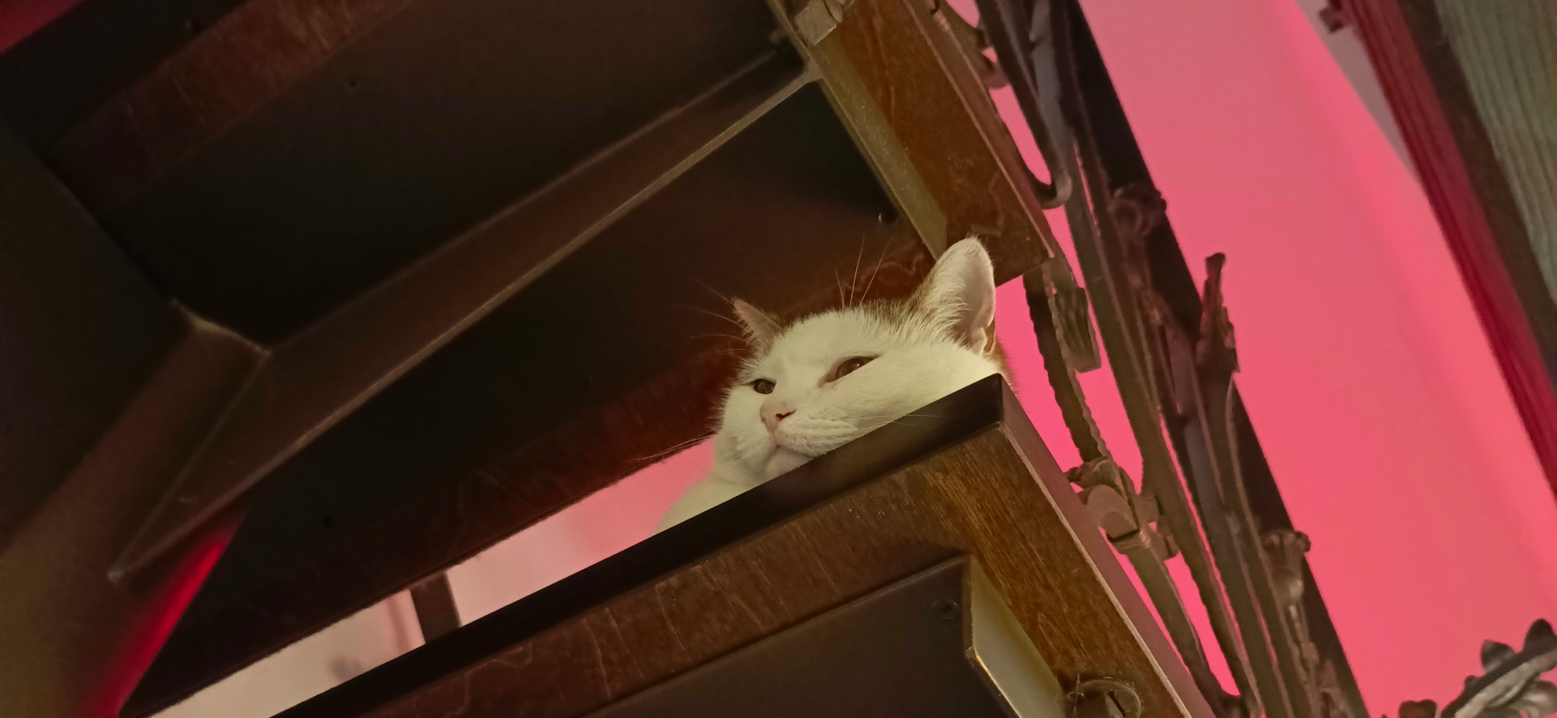 Фото питомца: кот Андрей высоко сидит, далеко глядит