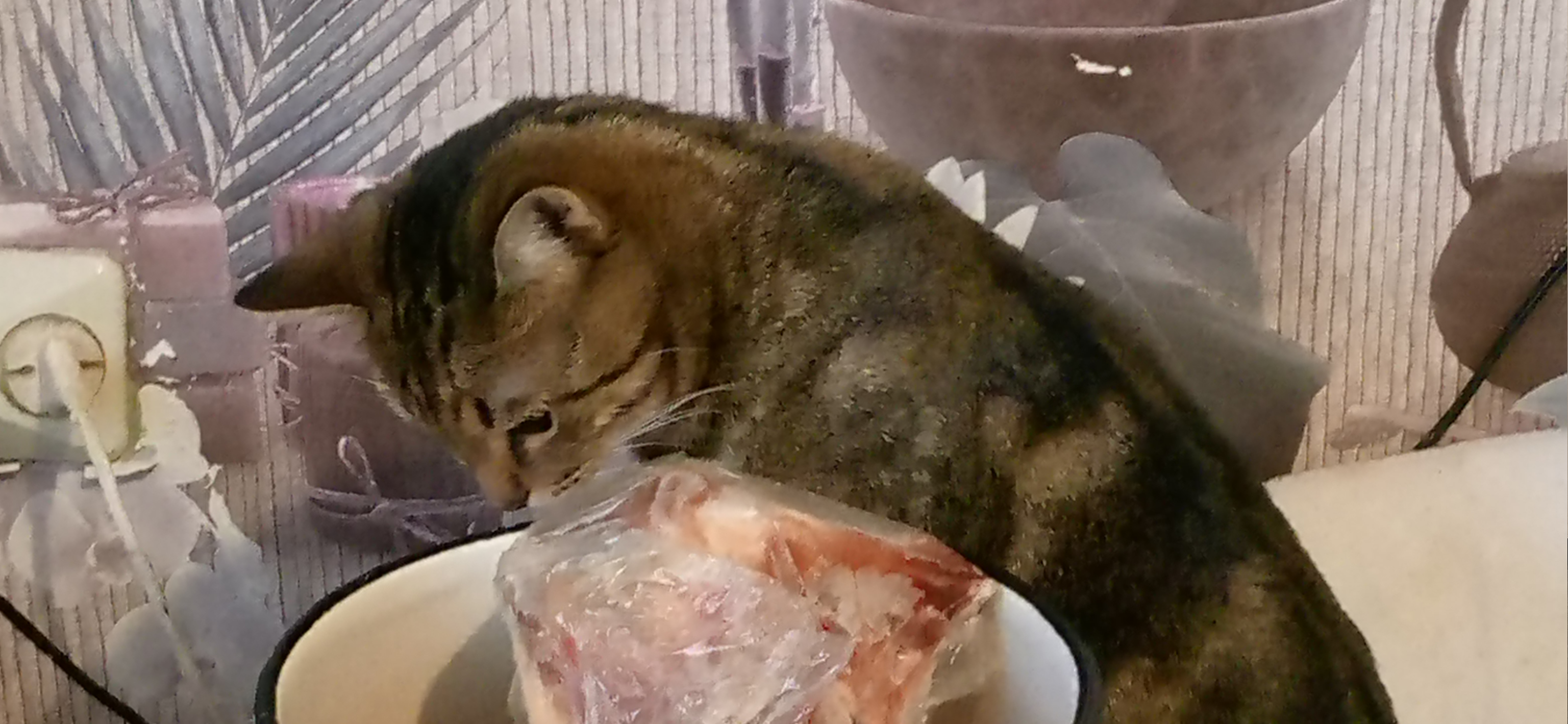 Фото питомца: кот Арбузик контролирует подготовку к Рождеству