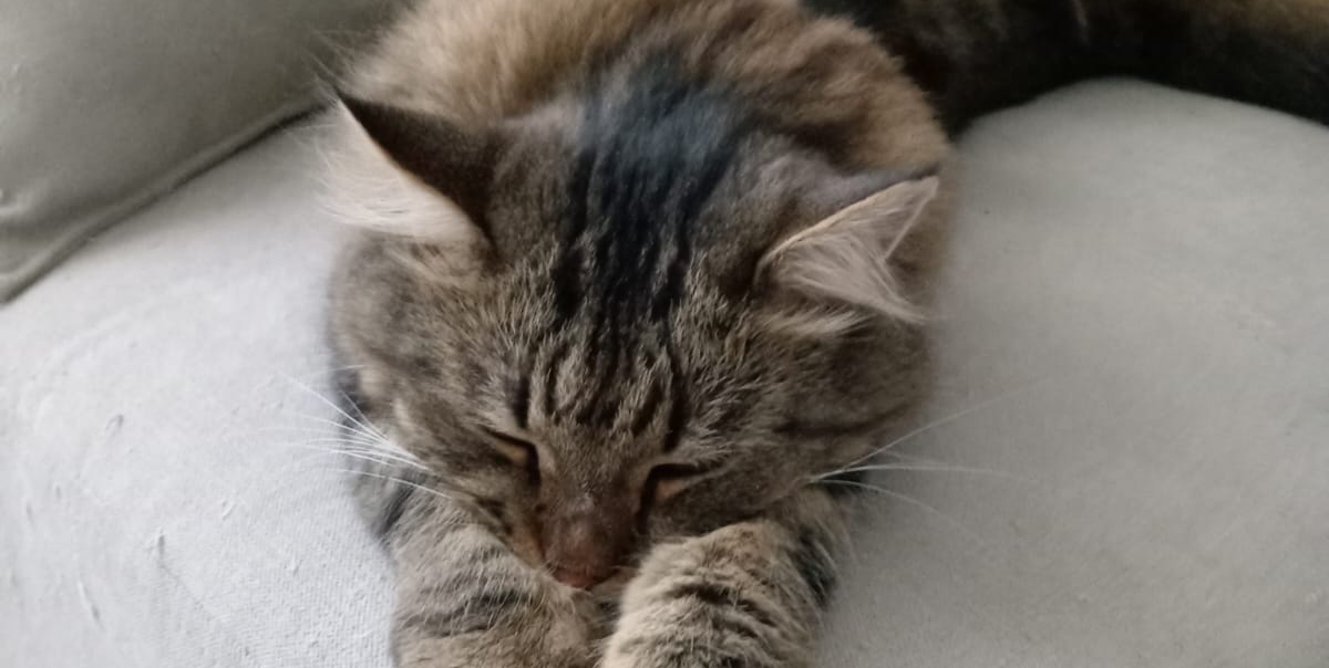 Фото питомца: кот Арчибальд отдыхает