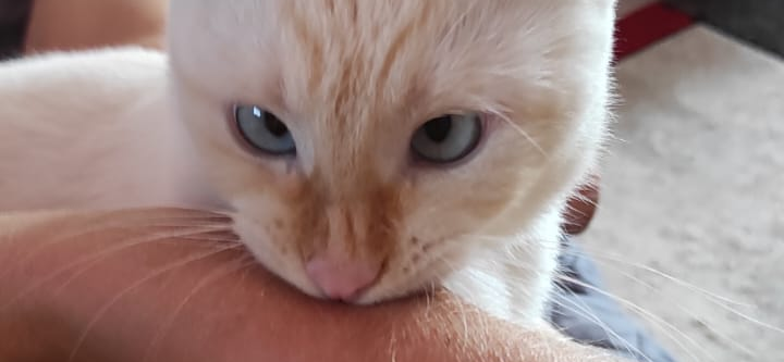 Фото питомца: кошка Ари демонтрирует злобный кусь