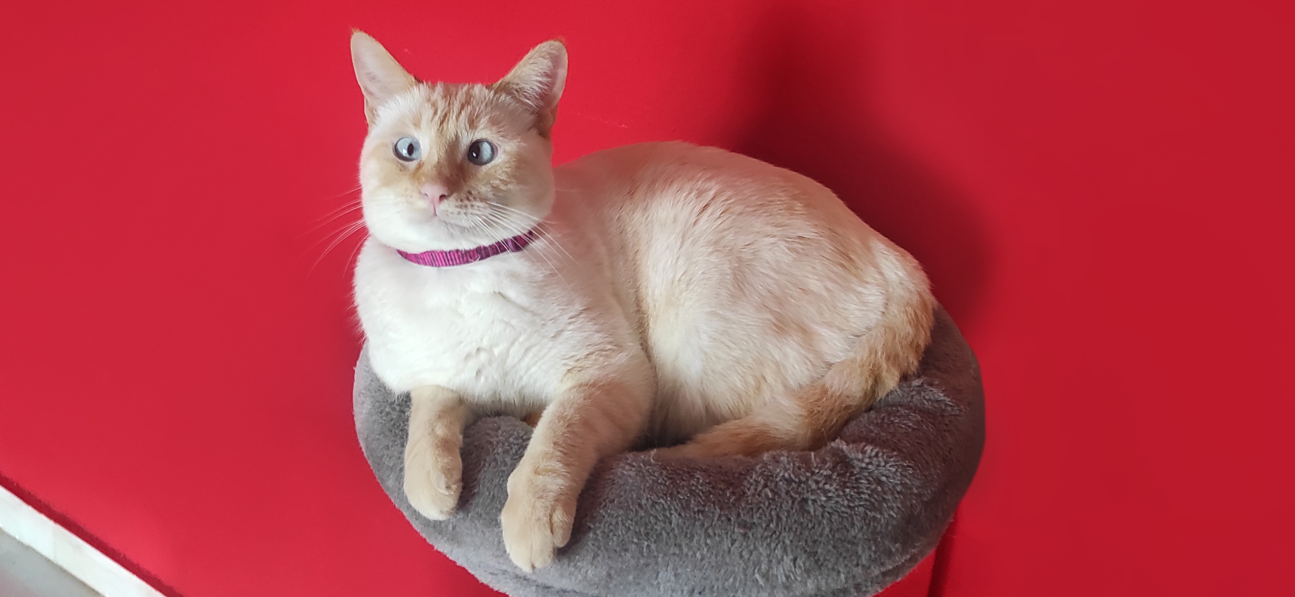 Фото питомца: кошка Ари изображает королеву