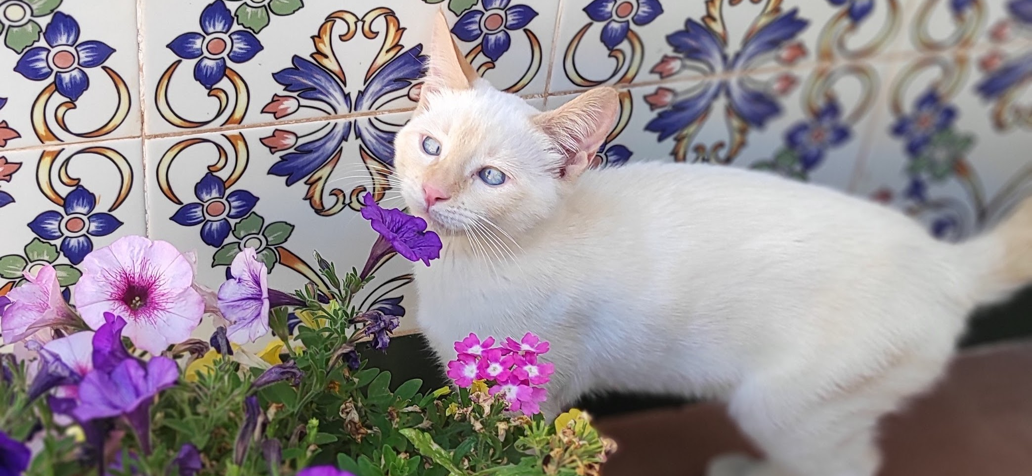 Фото питомца: кошка Ари изучает цветы