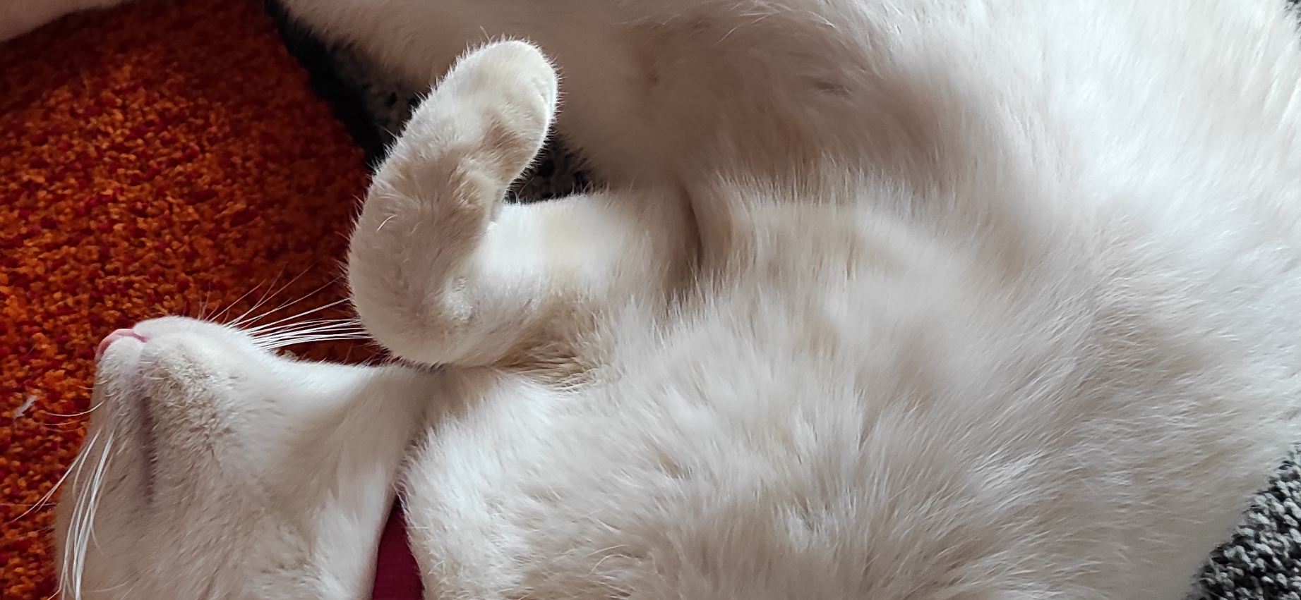 Фото питомца: кошка Ари изволит спать