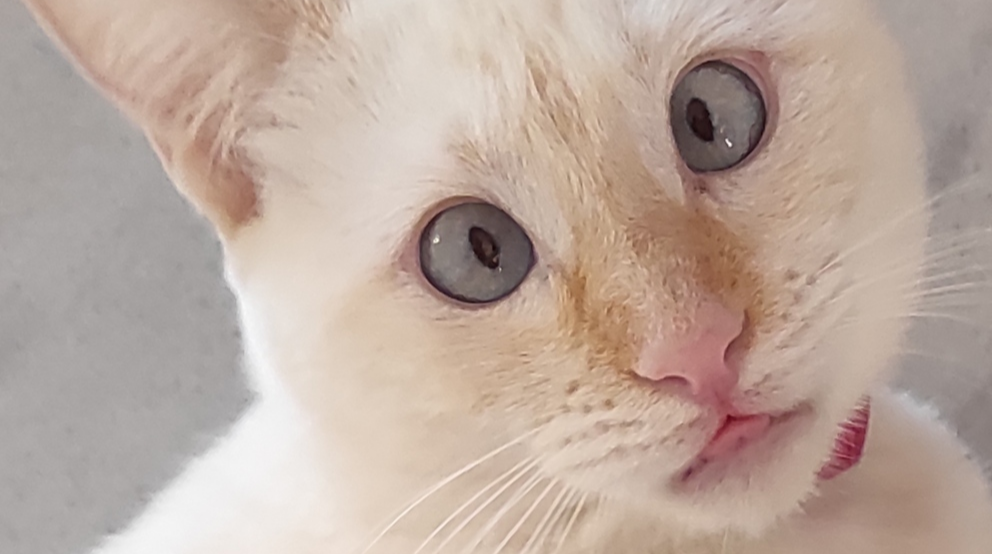 Фото питомца: кошка Ари позирует