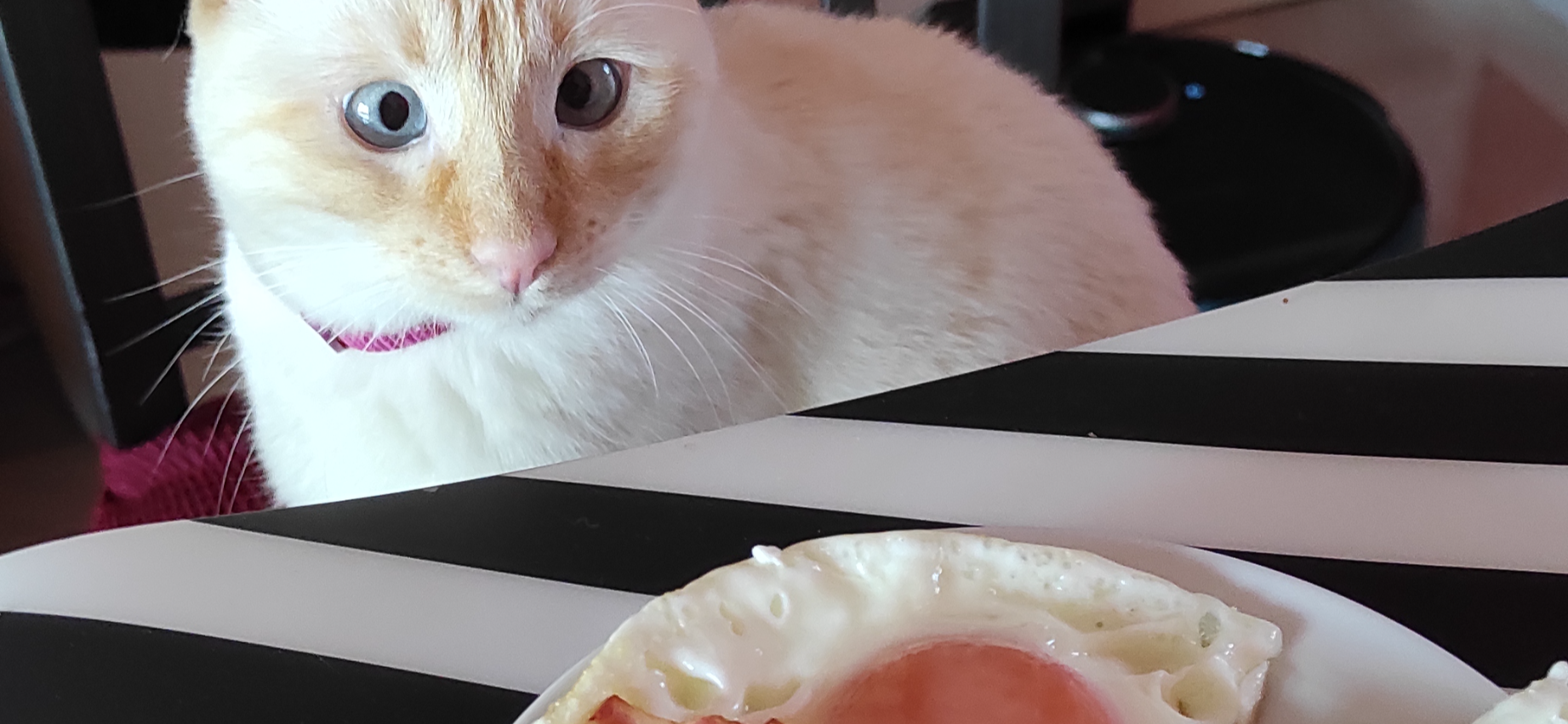 Фото питомца: кошка Ари проверяет качество завтрака